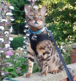High Fives From a Bengal Cat Who Loves Countryfile